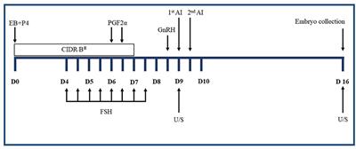 The Melatonin Treatment Improves the Ovarian Responses After Superstimulation in Thai-Holstein Crossbreeds Under Heat Stress Conditions